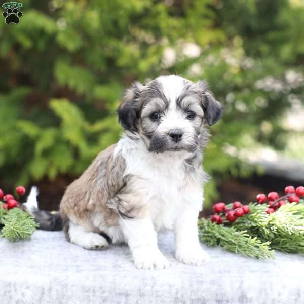 Macy, Havachon Puppy